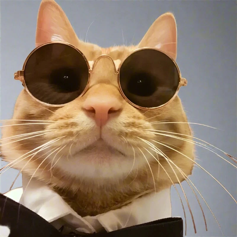 Feline Fashionista Sunglasses