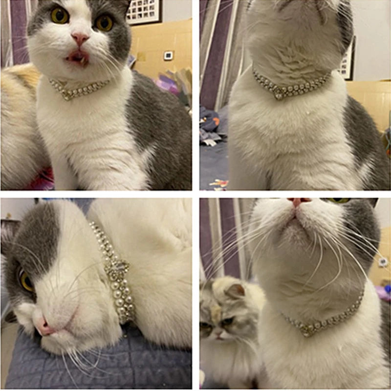 Feline Fashionista Rhinestone Collar